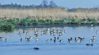 Biotopentwicklungsplanung am Beispiel der Rieselfelder der Stadt Münster